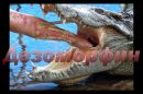 Сrocodile - Desomorphine